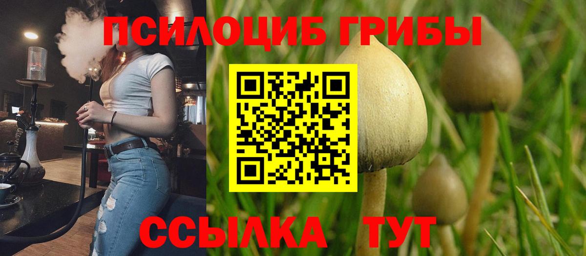 Псилоцибиновые грибы мицелий Жуковский